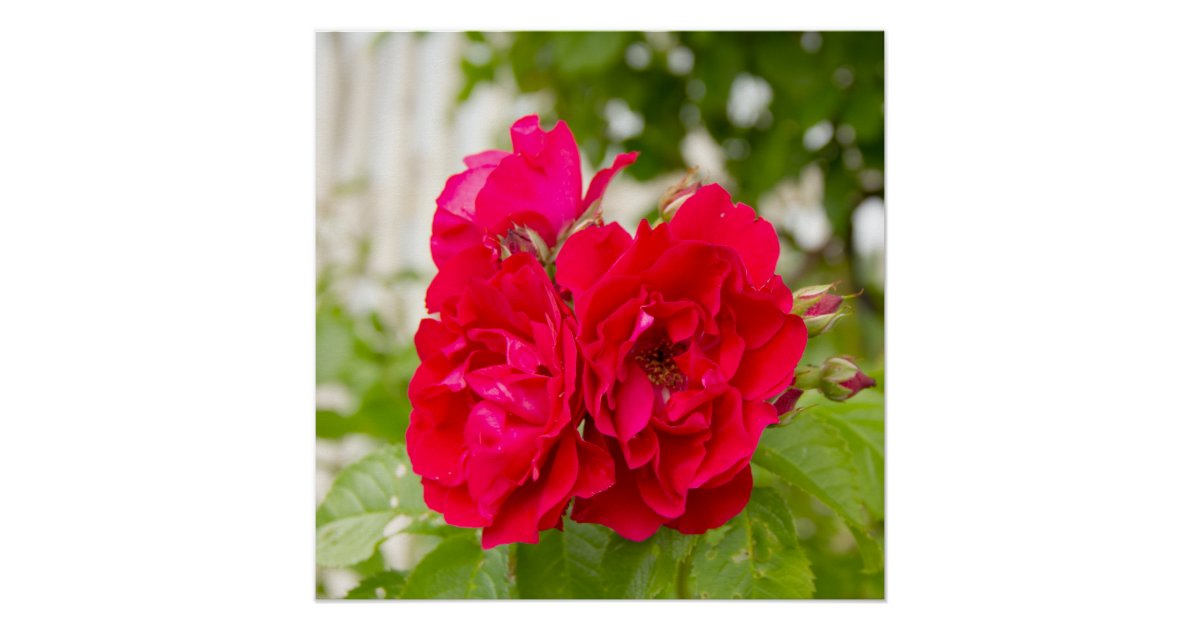 Große rote Rosen im Garten Poster | Zazzle.de