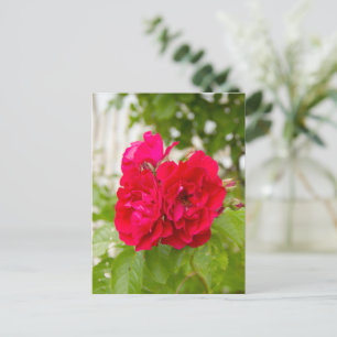Große rote Rosen im Garten  Postkarte