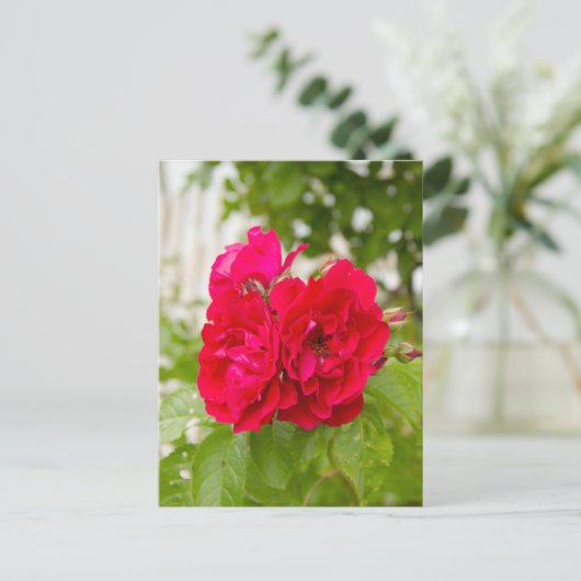 Große rote Rosen im Garten Postkarte (Stehend Vorderseite)
