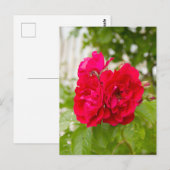 Große rote Rosen im Garten Postkarte (Vorne/Hinten)