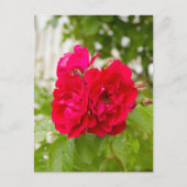 Große rote Rosen im Garten Postkarte (Vorderseite)