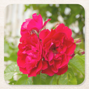 Große rote Rosen im Garten Rechteckiger Pappuntersetzer