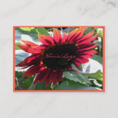 Große rote Sonnenblume Visitenkarte (Rückseite)