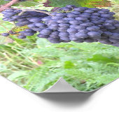 Große Rotwein Traubensorten der Welt Poster (Ecke)