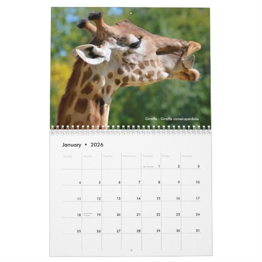 Große Säugetiere in Afrika 12 Monate Kalender (Jan 2026)