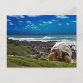 Große Schildkröte am Meer Postkarte (Vorderseite)