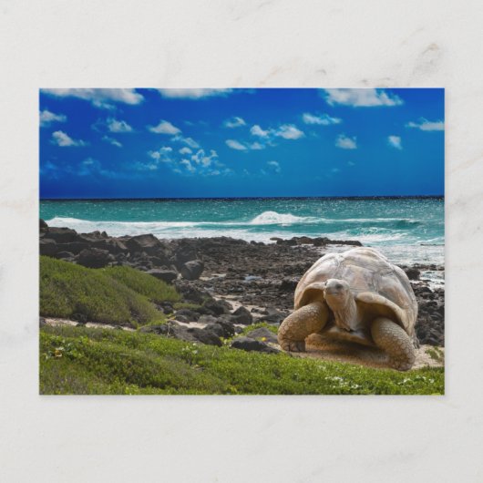 Große Schildkröte am Meer Postkarte (Vorderseite)