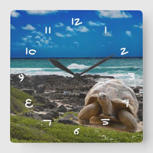 Große Schildkröte am Meer Quadratische Wanduhr (Vorderseite)