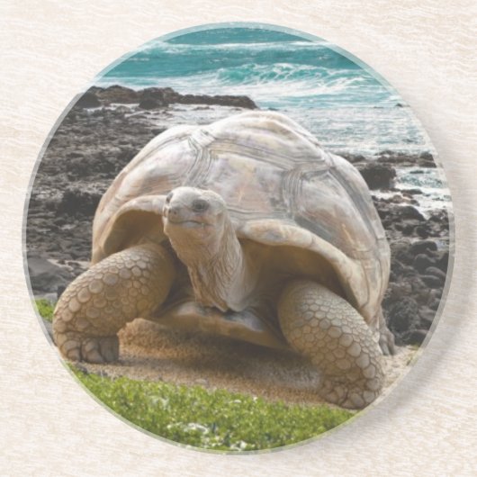 Große Schildkröte am Seerand Getränkeuntersetzer (Vorne)