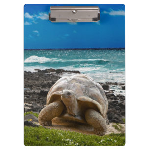 Große Schildkröte am Seerand Klemmbrett