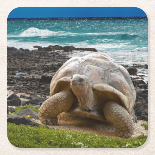 Große Schildkröte am Seerand Rechteckiger Pappuntersetzer (Vorderseite)