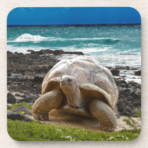 Große Schildkröte am Seerand Untersetzer