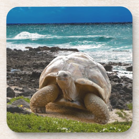 Große Schildkröte am Seerand Untersetzer (Vorderseite)