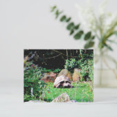 Große Schildkröte Postkarte (Stehend Vorderseite)