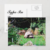 Große Schildkröte Postkarte (Vorne/Hinten)