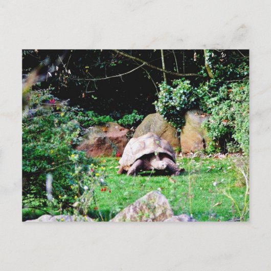 Große Schildkröte Postkarte (Vorderseite)