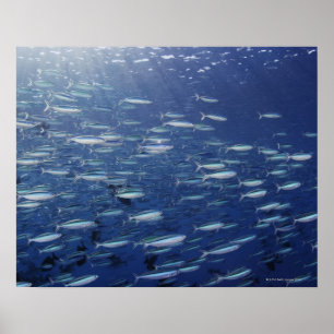 Große Schule der Bluestreak-Fusiliers Poster