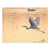 Große Schwalbe Fotodruck (Vorne)