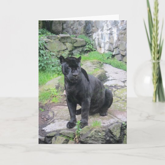 Grosse Schwarze Jaguar Katze Auf Dem Sitzen Auf Karte Zazzle De