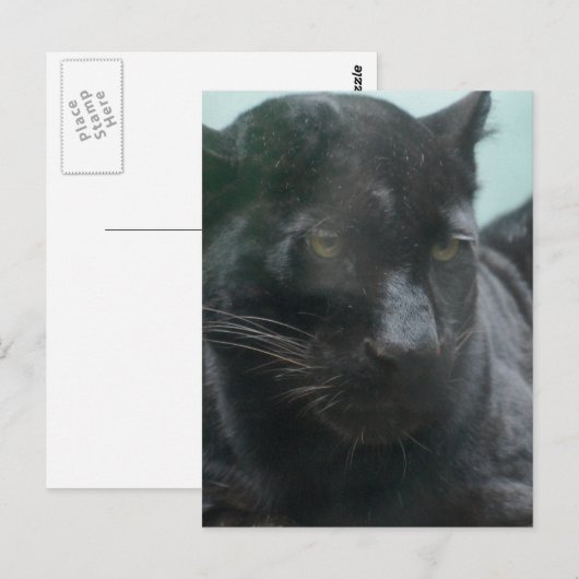 Große schwarze Panther Postkarte (Vorne/Hinten)
