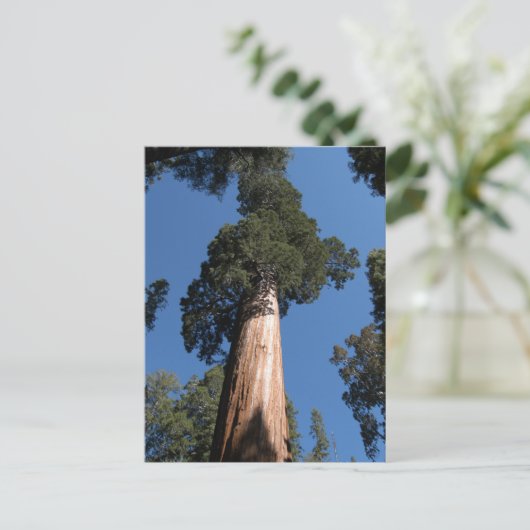 Große Sequoia Postkarte (Stehend Vorderseite)