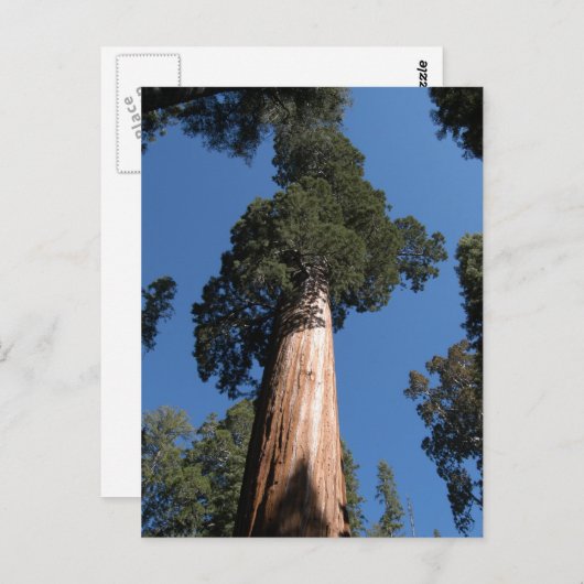 Große Sequoia Postkarte (Vorne/Hinten)