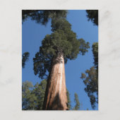 Große Sequoia Postkarte (Vorderseite)