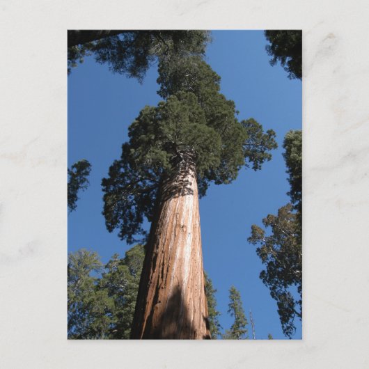 Große Sequoia Postkarte (Vorderseite)