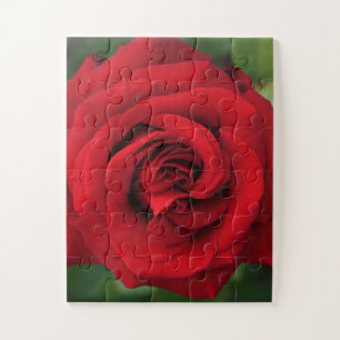 Große Single-Rote Rose Nah Puzzle