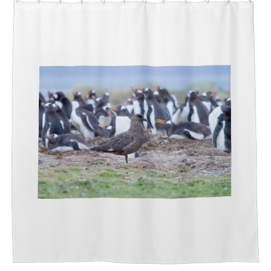 Große Skua vor der Pinguinkolonie Duschvorhang (Vorderseite)
