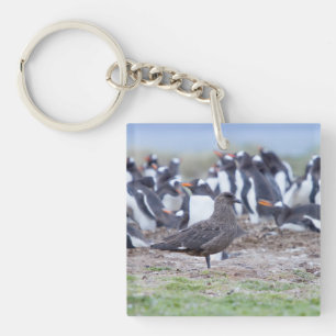 Große Skua vor der Pinguinkolonie Schlüsselanhänger