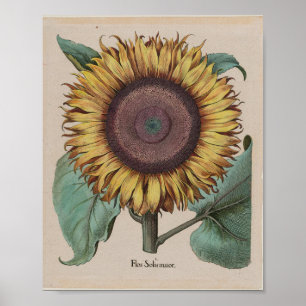 Große Sonnenblume — Besler, Hortus Eystettensis 16 Poster