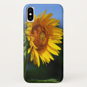 Große Sonnenblume Case-Mate iPhone Hülle
