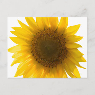 Große Sonnenblumen-Postkarte Postkarte