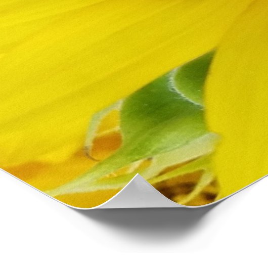 Große Sonnenblumendetails Poster (Ecke)