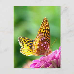 Große Spangled Fritillary Postkarte
