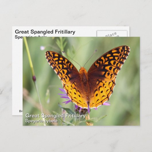 Große Spangled Fritillary Postkarte (Vorne/Hinten)