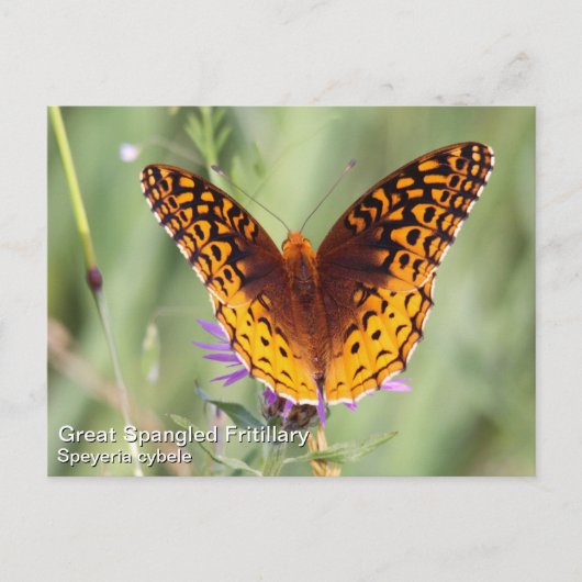 Große Spangled Fritillary Postkarte (Vorderseite)