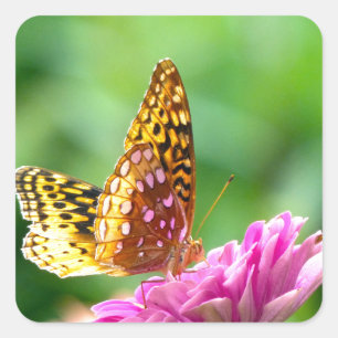 Große Spangled Fritillary Quadratischer Aufkleber