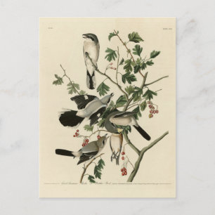 Große Steinbrüche - Audubon Birds of America Postkarte