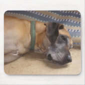 Große süße Deutsche Dogge Mousepad (Vorne)