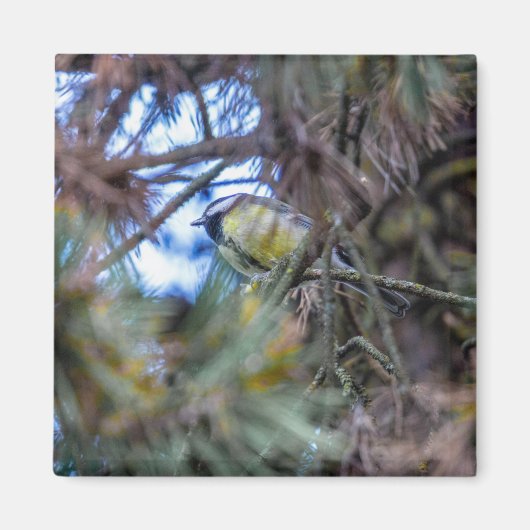 Große Titte (Parus major) Magnet (Vorne)