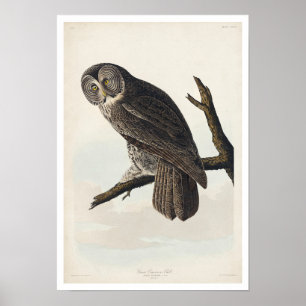 Große Tonröhre von Audubon Poster