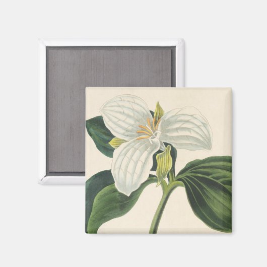 Große Trillium Magnet (Vorderseite/Rückseite)