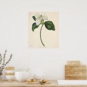 Große Trillium Poster (Küche)
