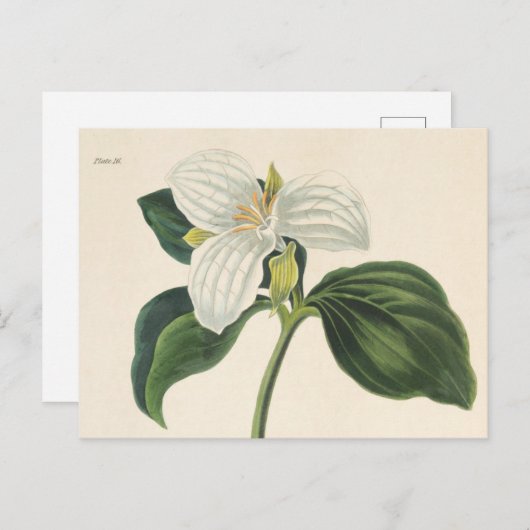 Große Trillium Postkarte (Vorne/Hinten)