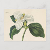 Große Trillium Postkarte (Vorderseite)