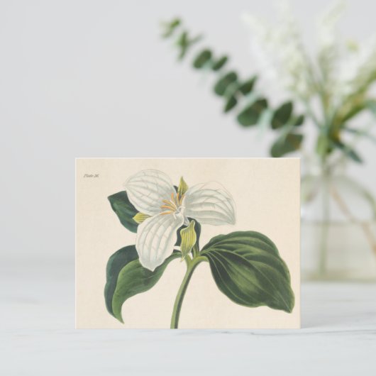 Große Trillium Postkarte (Stehend Vorderseite)