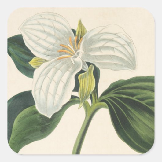 Große Trillium Quadratischer Aufkleber (Vorderseite)