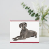 Große, trockenes Welpen-Doppy-Dose-Karte Postkarte (Stehend Vorderseite)